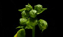 [九月遥寄]寄给我自己的梦_650字