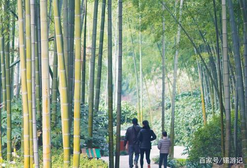 走到竹林的深度_900字