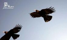 我眼中的乌鸦_550字