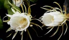 昙花一现_1000字