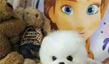 长不大的娃娃_500字