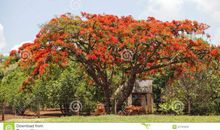 那鲜红的凤凰木_350字