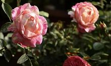 那时花落……_600字