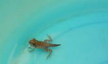 青蛙和蝌蚪_150字