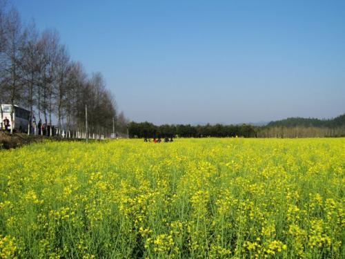 在学校旁边的油菜籽花田_350字