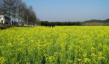 校旁的油菜花田_350字