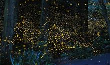 假如我是萤火虫_800字