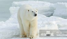 最后一只北极熊_900字