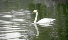 折断的翅膀_550字