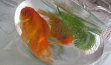 我家的小金鱼_1200字