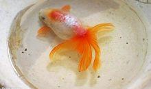 我可怜的金鱼_200字