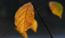 秋叶的感悟_650字