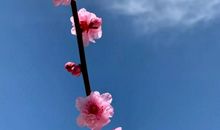 桃花竟日随流水_750字