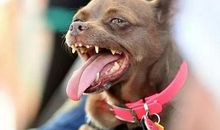 丑陋的小狗_1000字