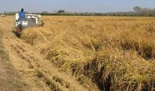 播种勤劳，收获幸福_1200字