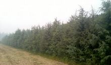 雾中的雪松_100字