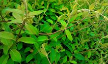 [九月遥寄]我辈岂是蓬蒿人_750字