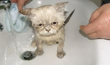 给小猫洗澡记_650字