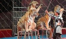 精彩的马戏表演_500字