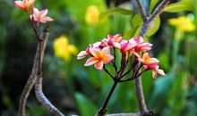 心中的花开放了_1000字