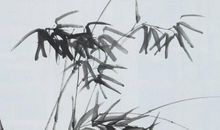 关于谎言的作文：善良的谎言_750字