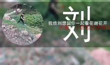 手机独白_1000字