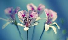 盛开的四季_900字