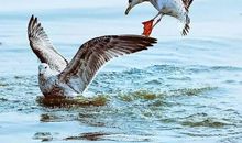 飞翔的羽翼_800字