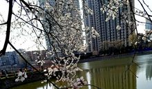 迷人的青年湖_250字