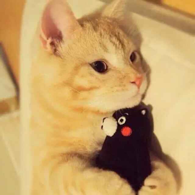 小花猫_400字