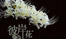 生若彼岸花美丽的忧伤_800字