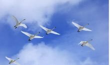 自由的飞翔_900字