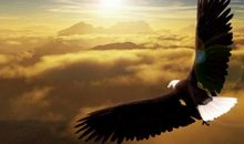 生命的飞翔_750字