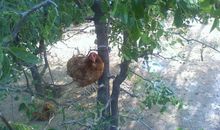 驱鸡上树木，始闻叩柴荆