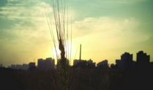 星星的陨落_600字