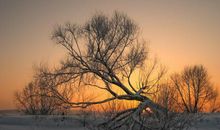 鹿泉的冬天_600字