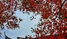 自古逢秋悲寂寥，我言秋日胜春朝