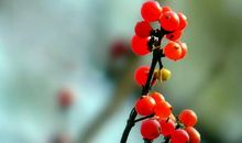 红豆生南国，春来发几枝