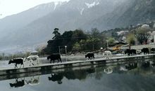 五月天山雪，无花只有寒