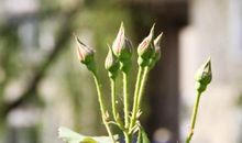 首夏犹清和，芳草亦未歇