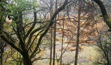 秋风起兮白云飞，草木黄落兮雁南归