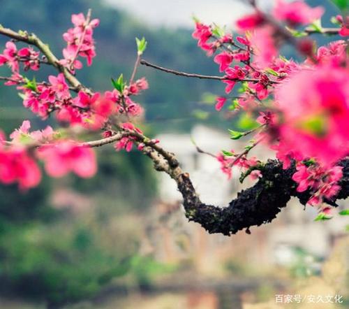 春天充满了花园，一个红色杏