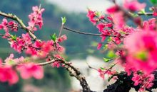 春色满园关不住，一枝红杏出墙来