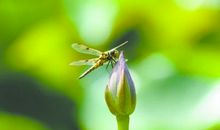 小荷才露尖尖角，早有蜻蜓立上头