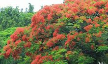 芳菲歇去何须恨，夏木阳阴正可人