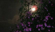 春色恼人眠不得，月移花影上栏杆