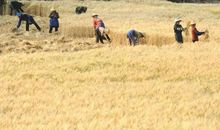 夜来南风起，小麦覆陇黄