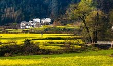 儿童急走追黄蝶，飞入菜花无处寻