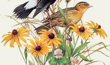 月出惊山鸟，时鸣春涧中