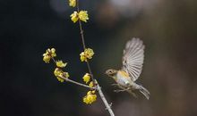 春眠不觉晓，处处闻啼鸟